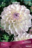 Георгина декоративная Эвелин (I) 1 шт