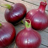 Сем Алт ч/б Лук репчатый Кармен МС 0,5г 