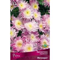 Хризантема корейская Метеорит 1шт 846055