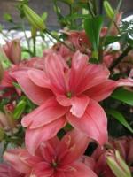 Лилия Азиатская махровая Пинк Блоссом (14/16) 2 шт 