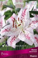 Лилия Восточная Мадлен (12/14) 5 шт