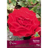 Бегония Нон-стоп Ред (4/5) 2 шт 828504