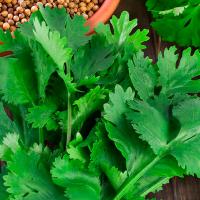 Кориандр Алексеевский 190 400г