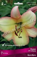 Лилия ОТ-Гибрид Буги Вуги 14/16