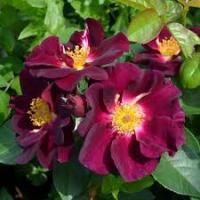 Саженцы Роза плетистая Найт Оул