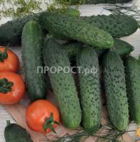 Огурец Реванш F1 100шт