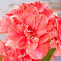 Амариллис махровый Бенито (24/26)