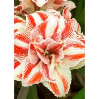 Амариллис махровый Брайт Нимф 1шт 841520
