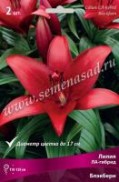 Лилия ЛА-Гибрид Блэкберн (14/16) 2 шт