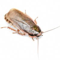 Насекомое Мраморный таракан