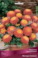 Георгина декоративная Мелоди Аллегро (I) 1 шт