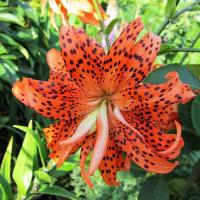 Лилия Азиатская Флоре Плено