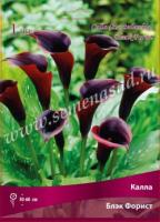 Калла Блэк Форист 14/16