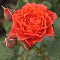 Саженцы Роза флорибунда Леди оф Белград