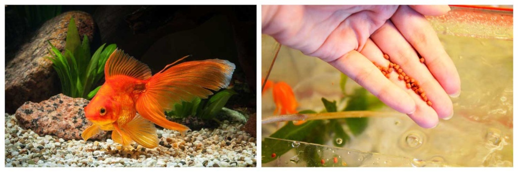 кормить-рыбок.jpg кормить-рыбок.jpg