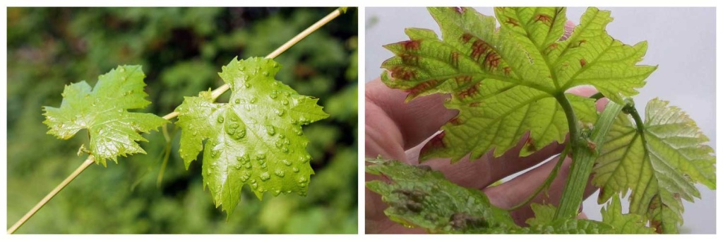 войлочный-клещ-виноград.jpg войлочный-клещ-виноград.jpg