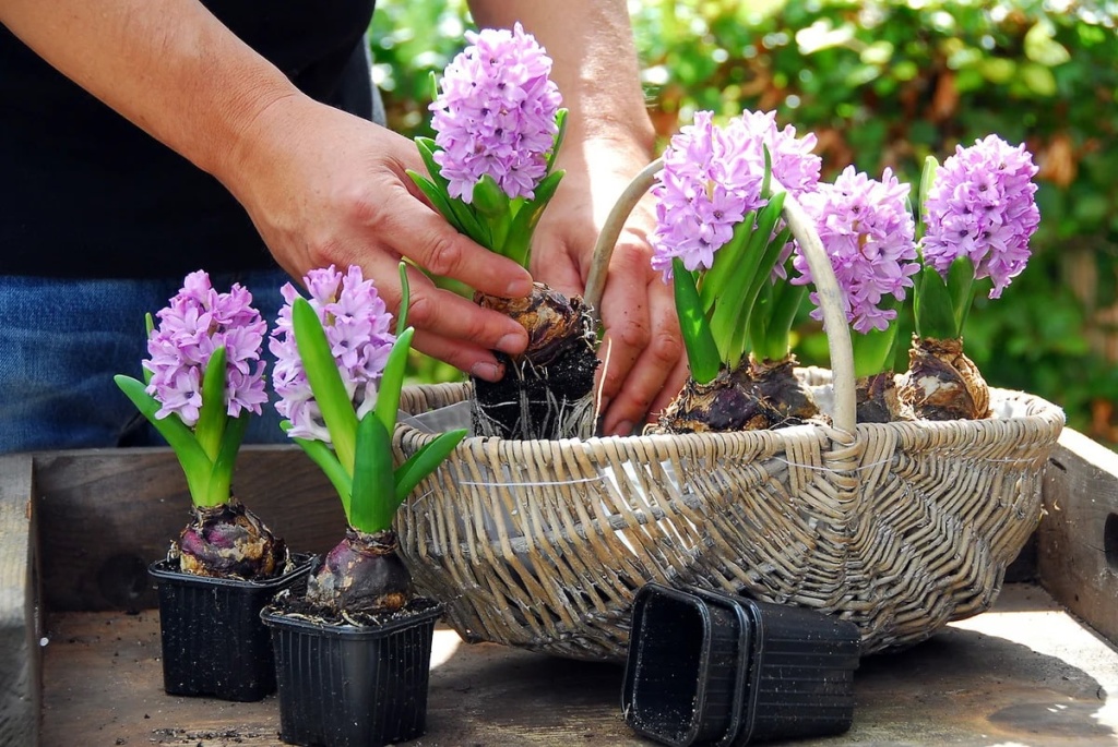 Выгонка луковичных цветов. Когда начинать? Выгонка луковичных цветов. Когда начинать?