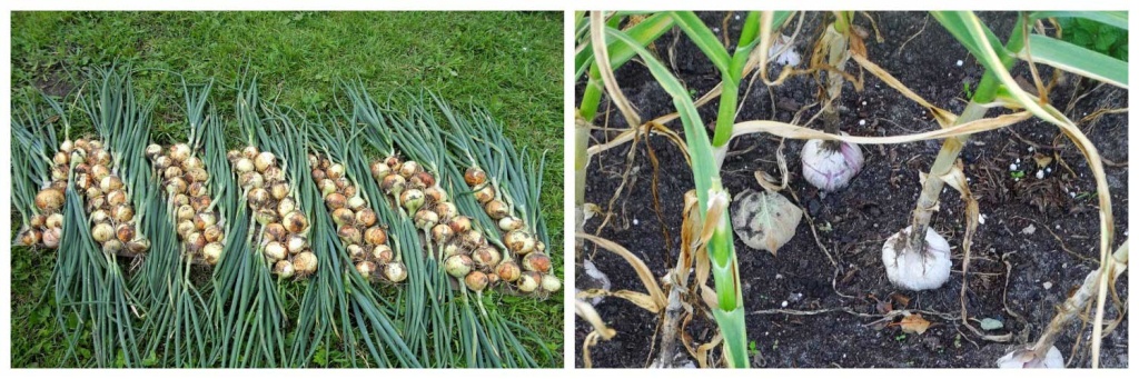 лук-и-чеснок.jpg лук-и-чеснок.jpg