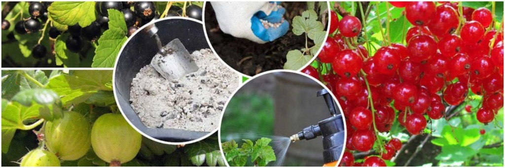 удобрение9.jpg удобрение9.jpg