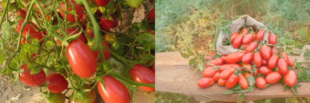 чио-чио.jpg чио-чио.jpg