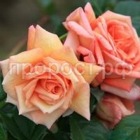 rosa-barock-650x650 rosa-barock-650x650