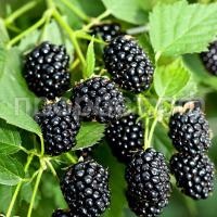 ежевика вон ежевика вон