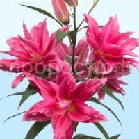 Без названия Без названия