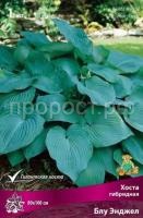 Хоста гибридная Блу Энджел