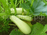 Кабачок Грибовский