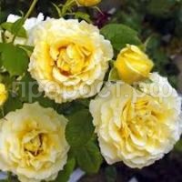 Без названия (1) Без названия (1)