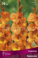 gladiolus_korneli_kaper