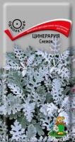 Цинерария Снежок