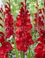 Без названия