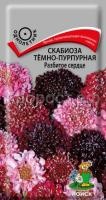 Скабиоза тёмно-пурпурная Разбитое сердце Скабиоза тёмно-пурпурная Разбитое сердце
