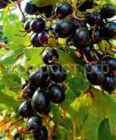 Без названия (1) Без названия (1)