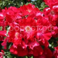 Без названия