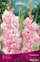 Гладиолус Май Лав Гладиолус Май Лав