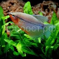 Гурами обыкновенный золотой(Trichogaster leerii) Гурами обыкновенный золотой(Trichogaster leerii)