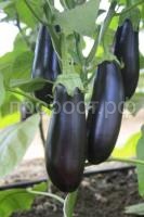 Баклажан Каприз F1 0,1г Седек Баклажан Каприз F1 0,1г Седек