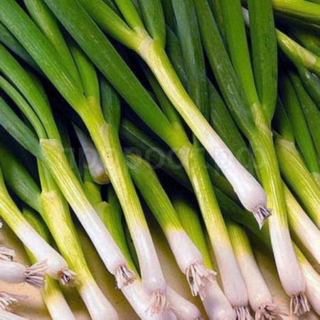 Лук батун Параде 10000шт