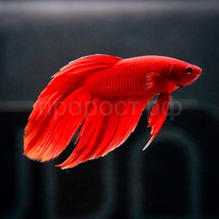 Рыба Петушок вуалевый