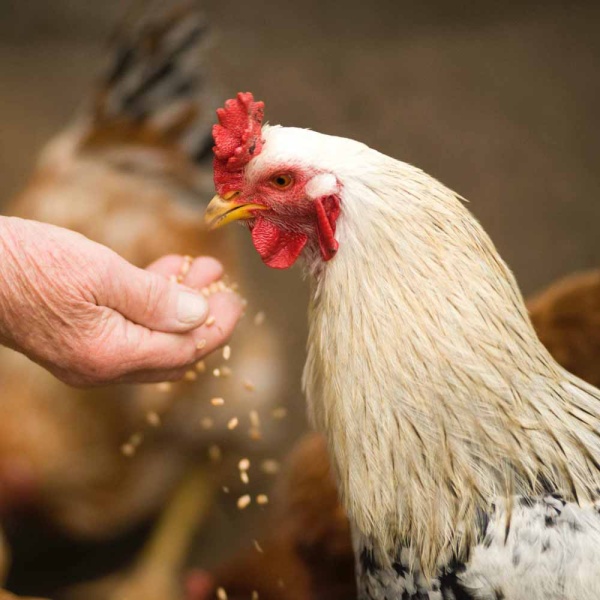 Сера кормовая ДОБРОЖИЛ 1 кг