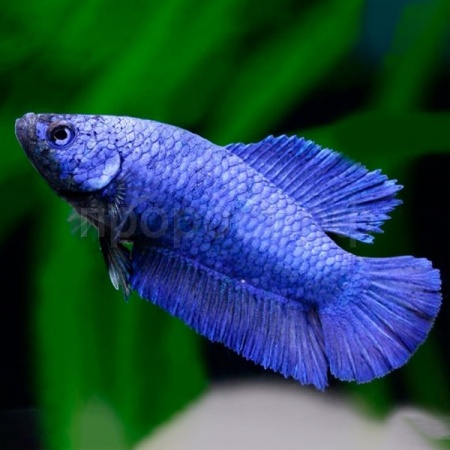 Петушок коронохвостый (Betta splendens CT)