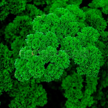 Петрушка кудрявая Красотка 25г