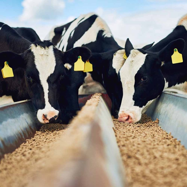 ЗЦМ ПРОРОСТ 12% с льняной мукой 25 кг