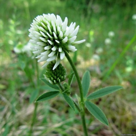 Семена клевера ползучего белого 0,5 кг