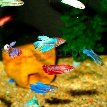 Петушок коронохвостый (Betta splendens CT)