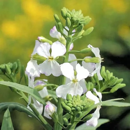 Семена редьки масличной 0,5 кг