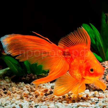 Рыба Золотая рыбка большая
