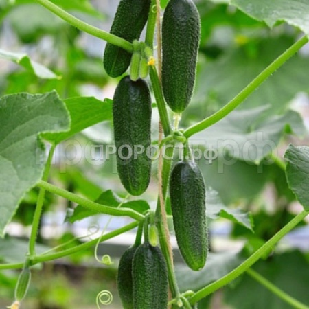 Огурец Бьерн F1 20*10шт